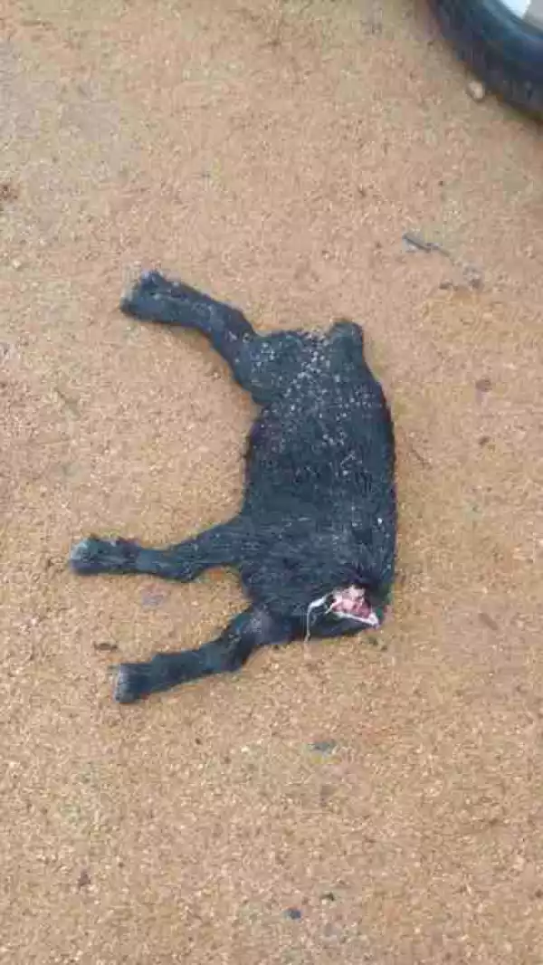 Man Raises Alarm After Finding A Beheaded Goat In Front Of His House (Photos)